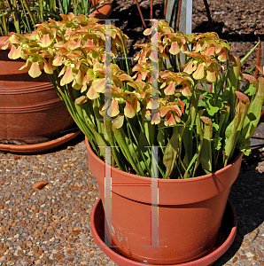 Picture of Sarracenia  'Case's Resolve'