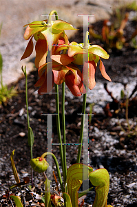 Picture of Sarracenia  