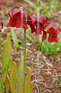 Picture of Sarracenia x wrigleyana 'Scarlet Belle'