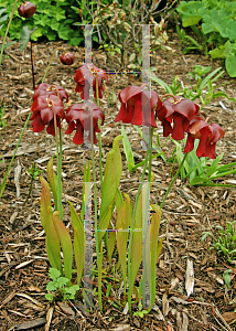 Picture of Sarracenia x wrigleyana 'Scarlet Belle'