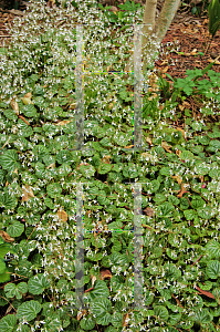 Picture of Saxifraga stolonifera 