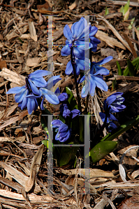 Picture of Scilla siberica 