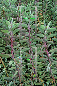 Picture of Senecio crassissimus 