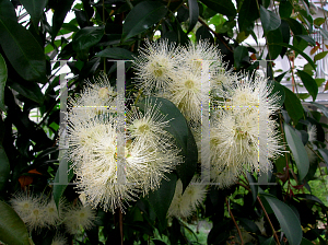 Picture of Syzygium paniculatum 