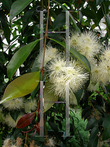 Picture of Syzygium paniculatum 