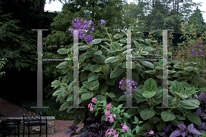 Picture of Tibouchina heteromalla 