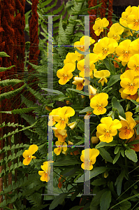 Picture of Viola x wittrockiana 