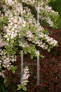 Picture of Weigela florida 'Brigela (French Lace)'