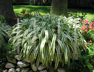 Picture of Clivia miniata var. citrina 'Variegata'