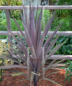 Picture of Phormium tenax 'Purpureum'