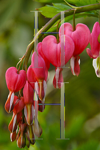 Picture of Lamprocapnos spectabilis 