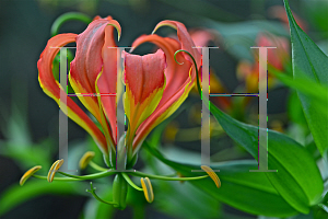 Picture of Gloriosa superba 'Rothschildiana'