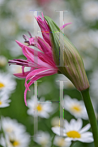 Picture of Lycoris squamigera 