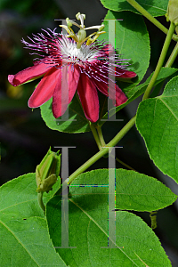 Picture of Passiflora incarnata 