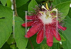 Picture of Passiflora incarnata 