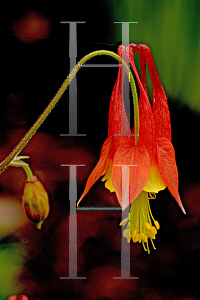 Picture of Aquilegia canadensis 