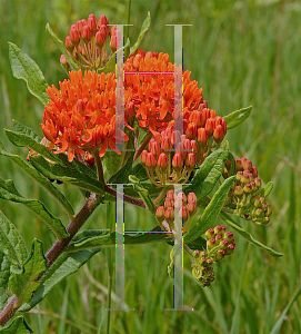 Picture of Asclepias tuberosa 