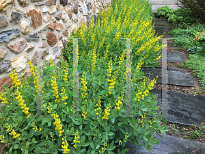 Picture of Baptisia sphaerocarpa 'Screamin' Yellow'