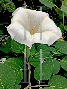 Picture of Datura metel 