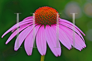 Picture of Echinacea purpurea 