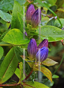 Picture of Gentiana andrewsii 