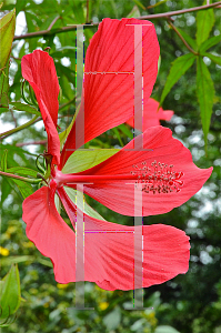 Picture of Hibiscus coccineus 