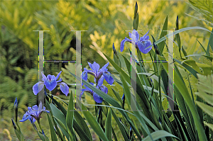 Picture of Iris versicolor 