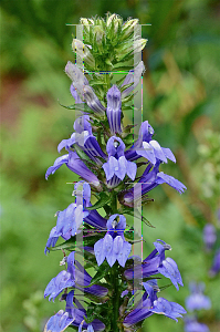 Picture of Lobelia siphilitica 