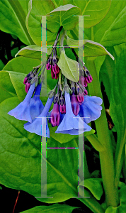 Picture of Mertensia virginica 