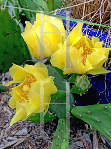 Picture of Opuntia compressa 