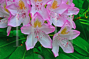 Picture of Rhododendron maximum 