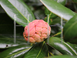 Picture of Magnolia grandiflora 'Claudia Wannamaker'