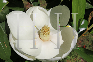 Picture of Magnolia grandiflora 'Claudia Wannamaker'