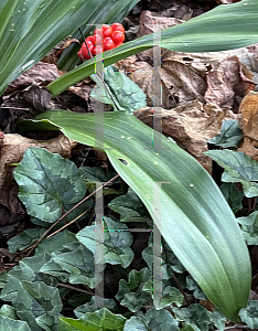 Picture of Rohdea japonica '~Species'