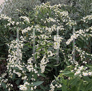 Picture of Euphorbia fulgens 'Quicksilver'