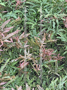 Picture of Adiantum hispidulum '~Species'