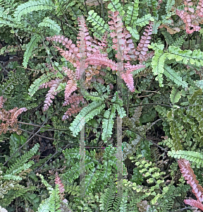 Picture of Adiantum hispidulum '~Species'
