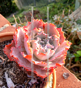 Picture of Echeveria  'Party Dress'