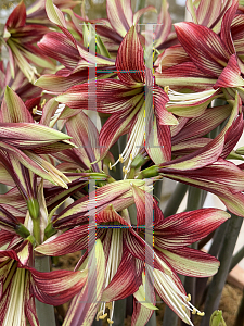Picture of Hippeastrum cybister 'Mystica'