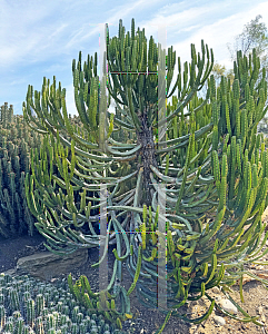 Picture of Euphorbia virosa '~Species'
