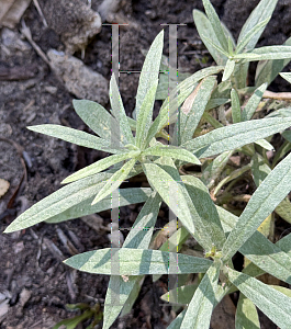 Picture of Anaphalis margaritacea '~Species'