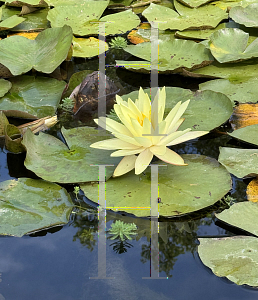 Picture of Nymphaea mexicana '~Species'
