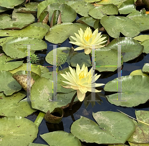 Picture of Nymphaea mexicana '~Species'