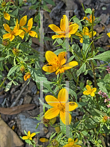 Picture of Bidens bipinnata '~Species'