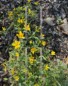 Picture of Bidens bipinnata '~Species'