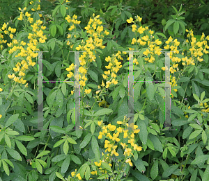 Picture of Thermopsis montana '~Species'