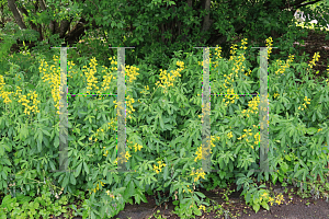 Picture of Thermopsis montana '~Species'