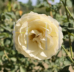 Picture of Rosa  'Perdita'