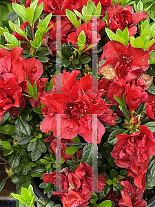 Picture of Rhododendron (subgenus Azalea) 'Roblez' (Encore Autumn Fire)