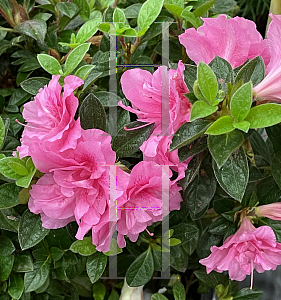 Picture of Rhododendron (subgenus Azalea) 'Roblec' (Encore Autumn Carnation)